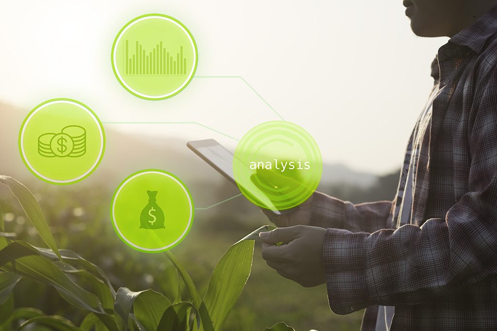 Hand holding Tablet connected with Sensor network and read a report Agriculture technology agricultural field on background.