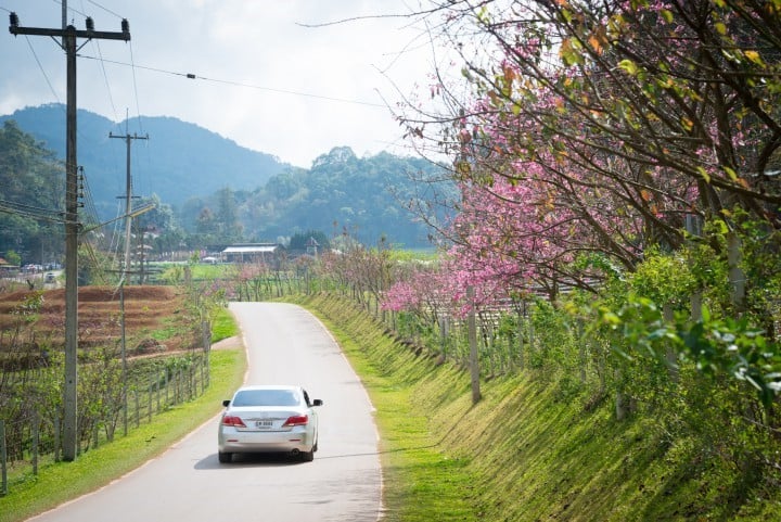 สถานีเกษตรหลวงอ่างขาง จ.เชียงใหม่ - Startup Thailand Focus